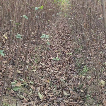 榉树苗湖南长沙浏阳种植园发货品质保障欢迎来电洽谈