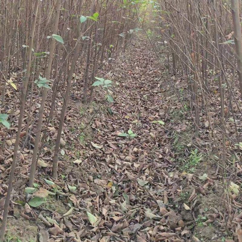 榉树苗湖南长沙浏阳种植园发货品质保障欢迎来电洽谈