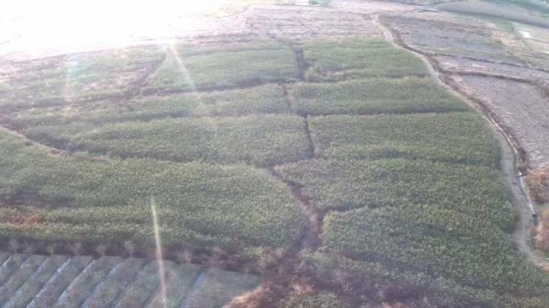 榉树苗湖南长沙浏阳种植园发货品质保障欢迎来电洽谈