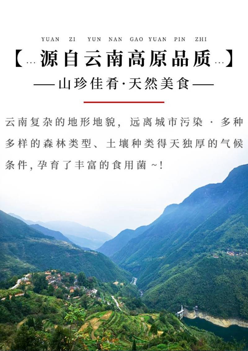 鹿茸菇云南菌菇厂家产地源头批发食用菌菇蘑菇干货特产代发