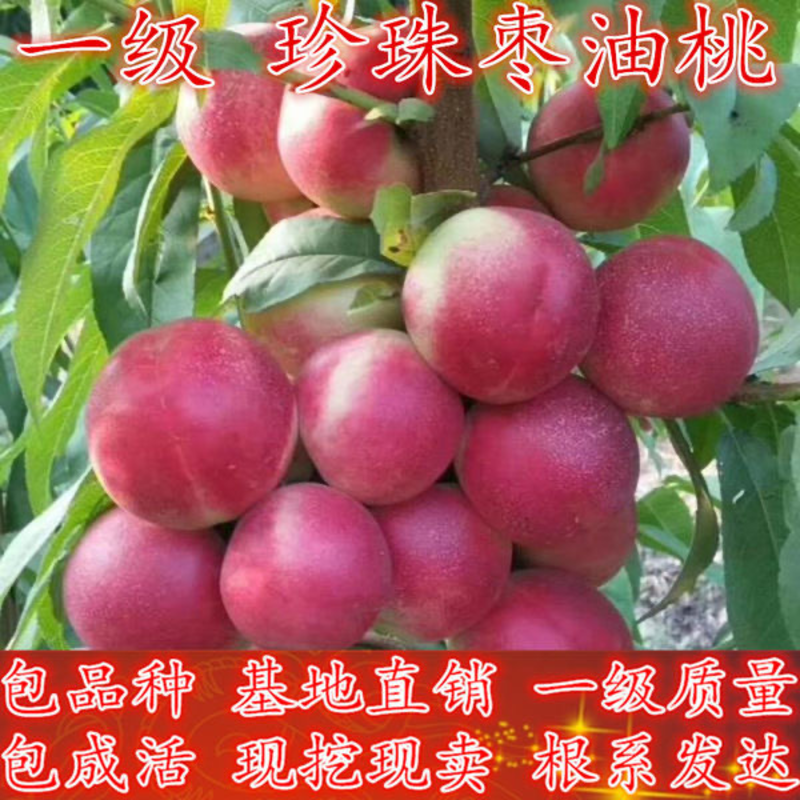 桃树苗新品种珍珠枣油桃蜂蜜口味果园直发死苗补发适应南北方