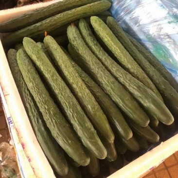 【精品密刺黄瓜】青瓜广东湛江一手货源诚信经营