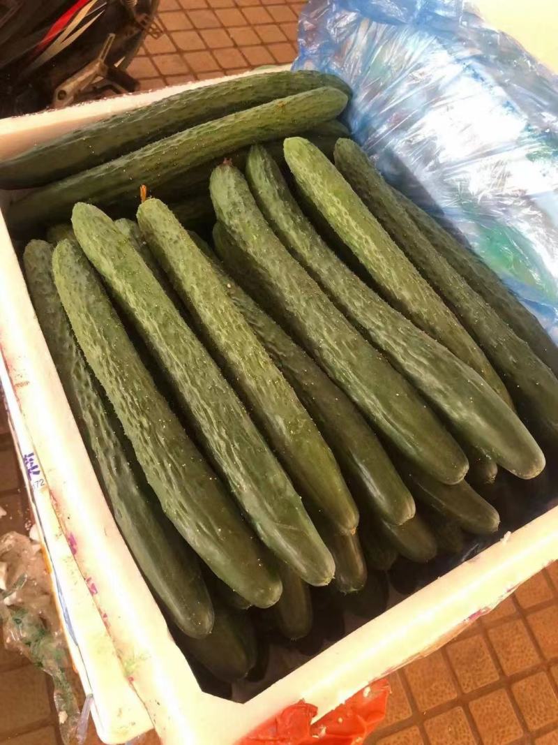 【精品密刺黄瓜】青瓜广东湛江一手货源诚信经营