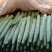 【精品密刺黄瓜】青瓜广东湛江一手货源诚信经营