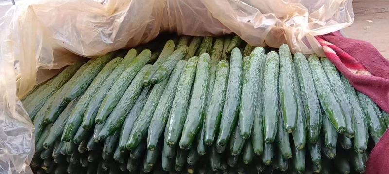 【精品密刺黄瓜】青瓜广东湛江一手货源诚信经营