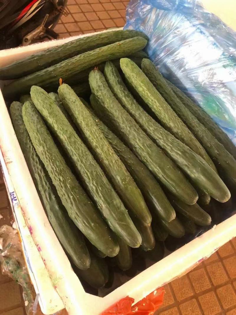 【精品密刺黄瓜】青瓜广东湛江一手货源诚信经营