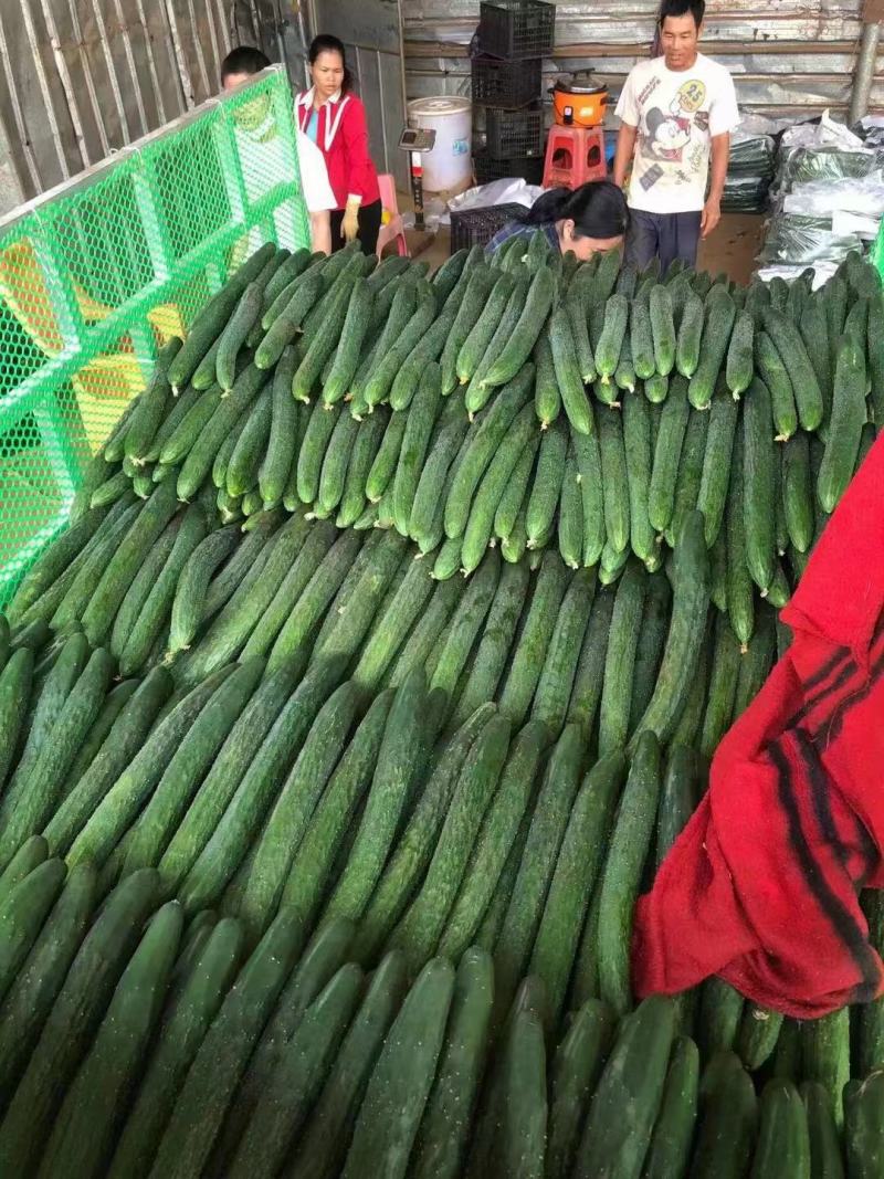 【精品密刺黄瓜】青瓜广东湛江一手货源诚信经营