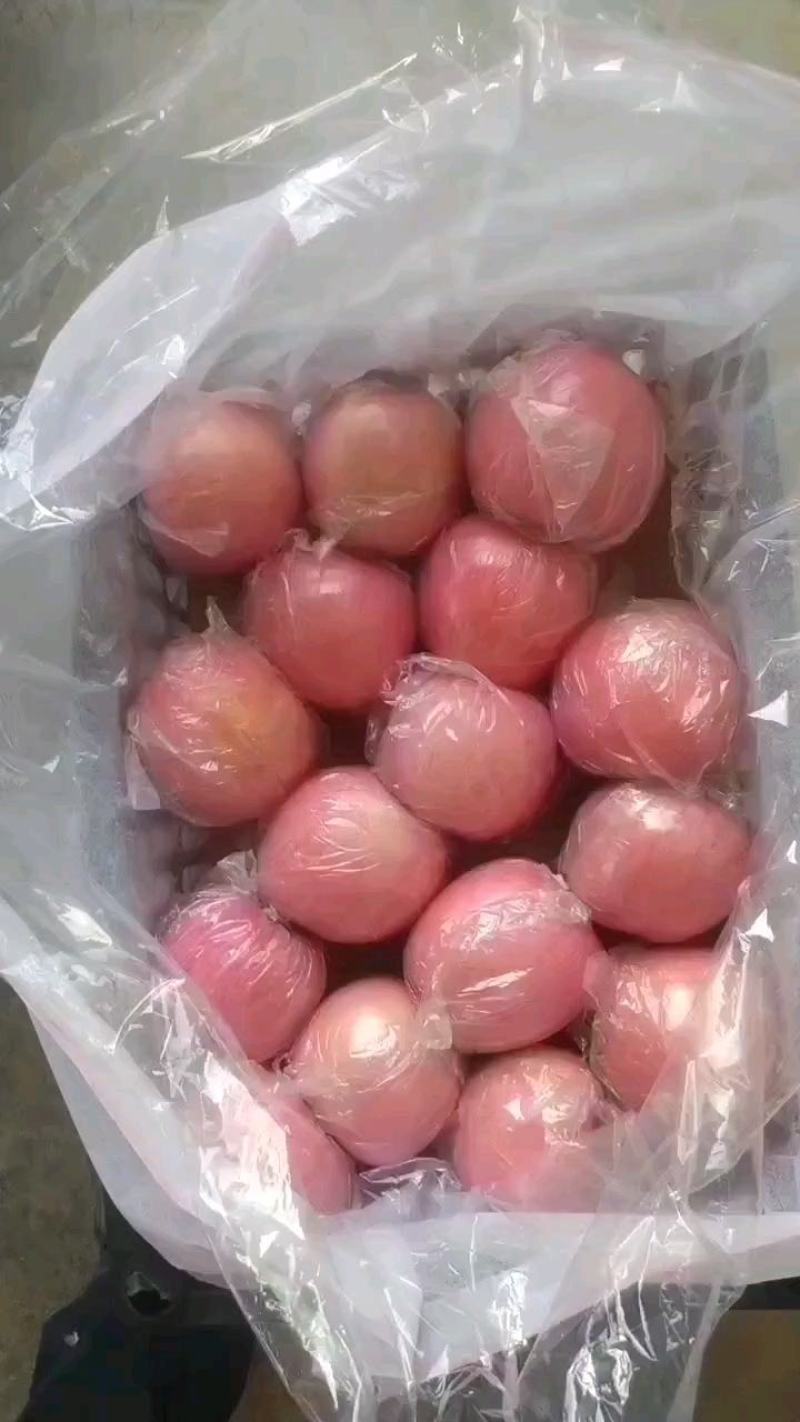 黄土高原红富士