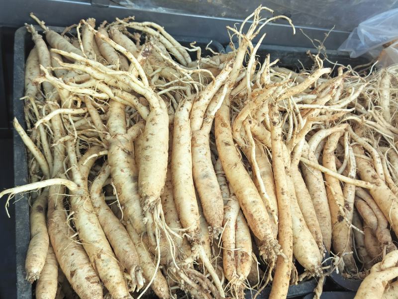 贵州威宁鲜党参，自产自销，产地现挖食用煲汤补品