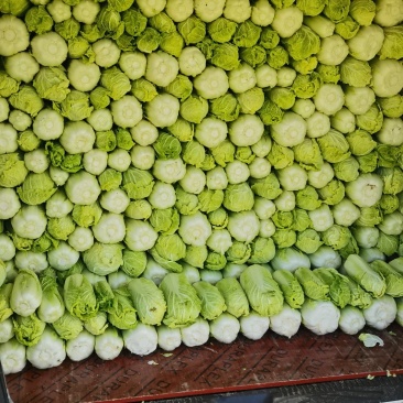 自产自销大小娃娃菜有货中……适合各大平台电商，市场，零售
