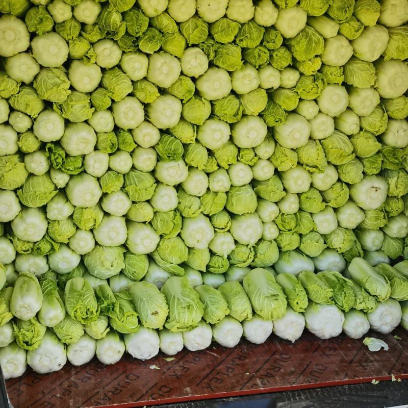 自产自销大小娃娃菜有货中……适合各大平台电商，市场，零售