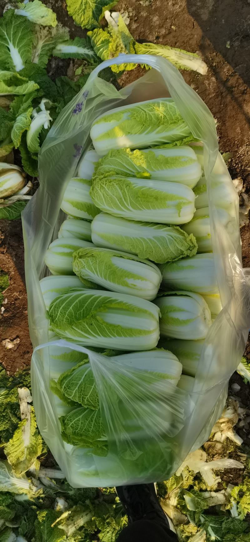自产自销大小娃娃菜有货中……适合各大平台电商，市场，零售