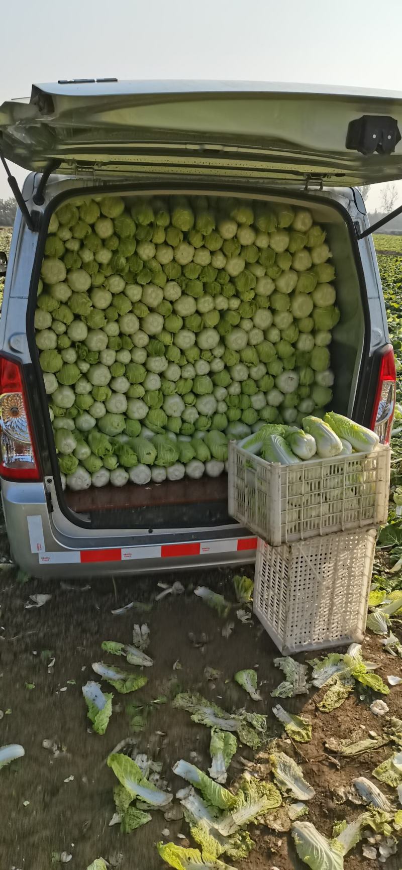自产自销大小娃娃菜有货中……适合各大平台电商，市场，零售