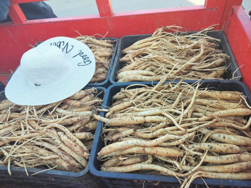 农家新鲜黄党参天然药食俩用补品是煮汤佳品