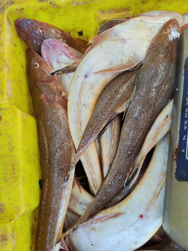 新鲜海捕深海大嘴安康鱼结巴鱼祛脏留肚肝产地批发