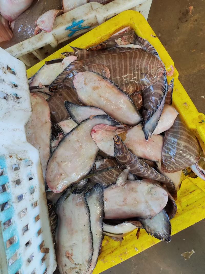 新鲜海捕深海大嘴安康鱼结巴鱼祛脏留肚肝产地批发