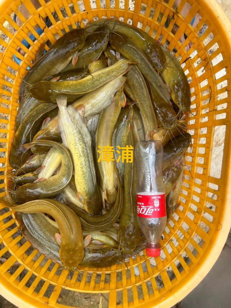 本地塘鲺(土杀)塘角鱼