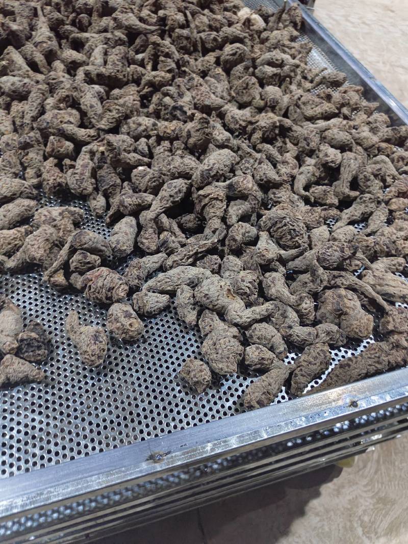 山西运城临猗干湿地黄大量供应中，欢迎有需要的前来选购