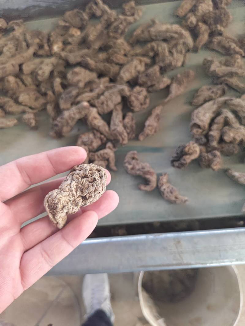 山西运城临猗干湿地黄大量供应中，欢迎有需要的前来选购