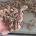 山西运城临猗干湿地黄大量供应中，欢迎有需要的前来选购