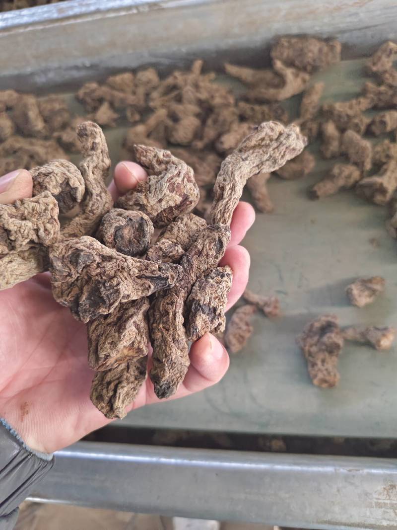 山西运城临猗干湿地黄大量供应中，欢迎有需要的前来选购