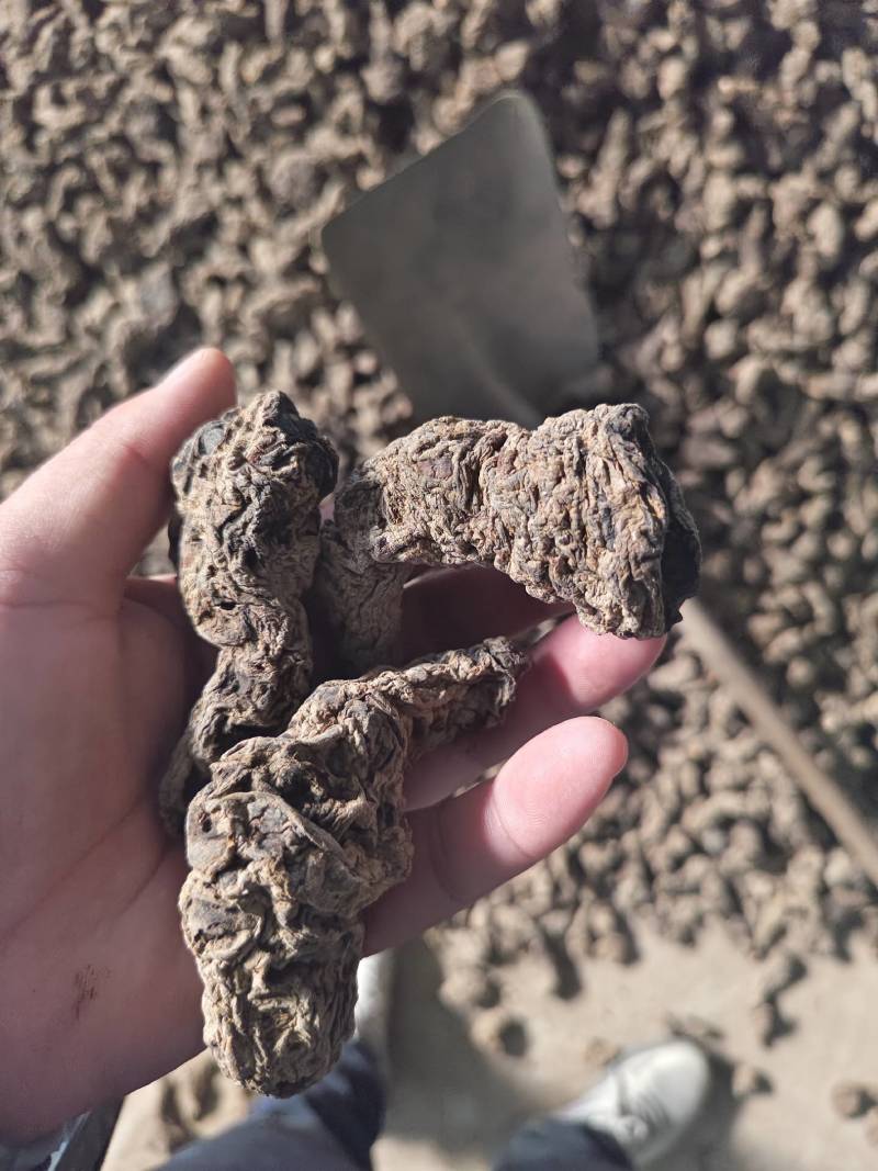 山西运城临猗干湿地黄大量供应中，欢迎有需要的前来选购
