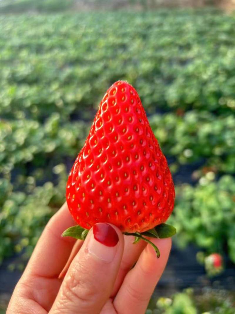 河北精品草莓品种齐全规格齐全电商、商超批发零售