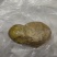 鹅宝