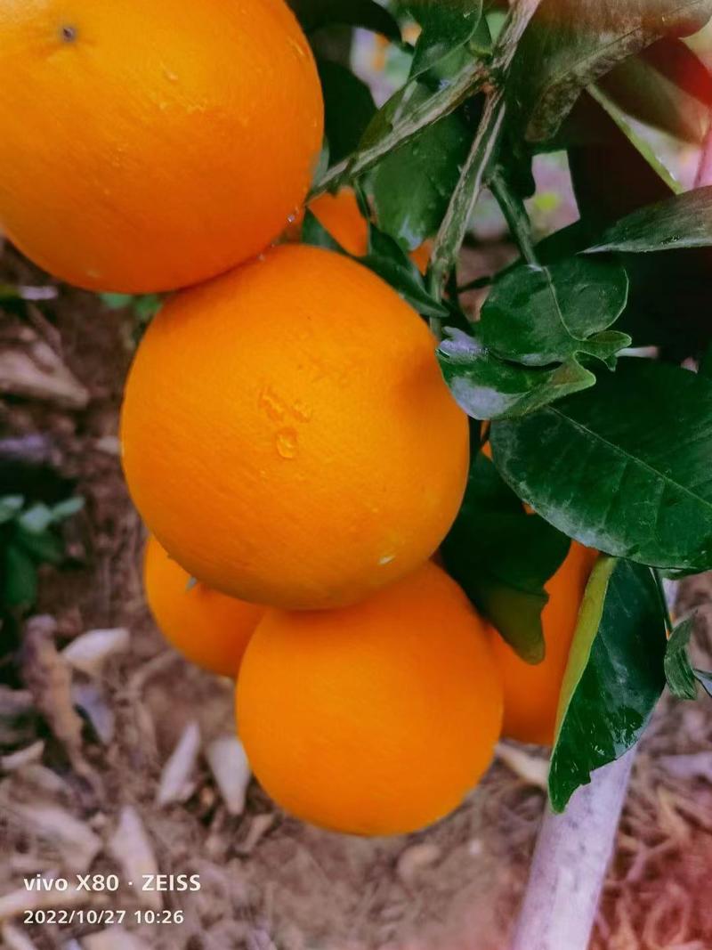 【长虹脐橙】橙子货的源头对接电商超市外贸批发市场等