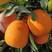 【长虹脐橙】橙子货的源头对接电商超市外贸批发市场等
