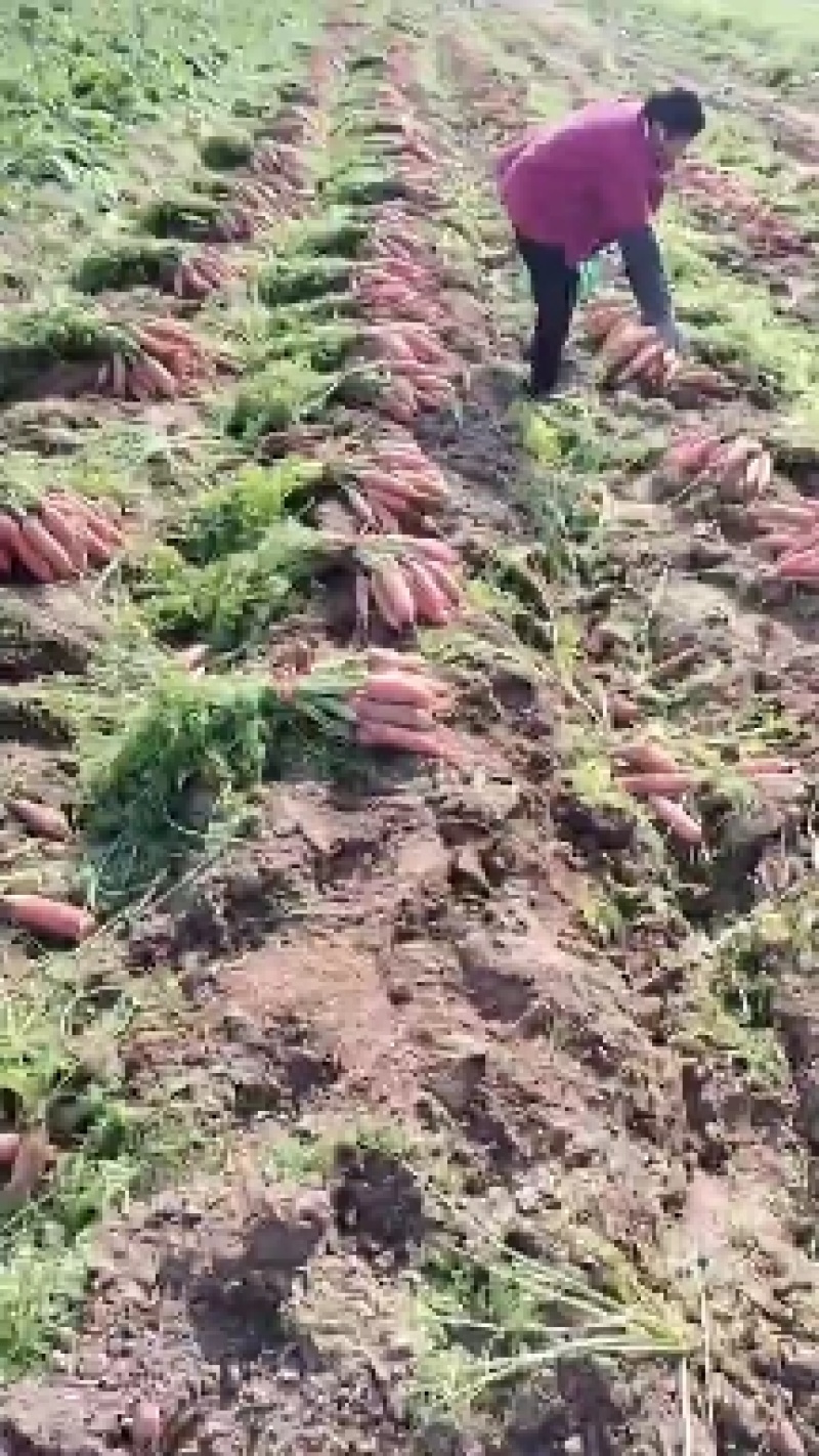 小燕鼎红萝卜大量批发，现货当天挖货，当天装车，品种纯正。