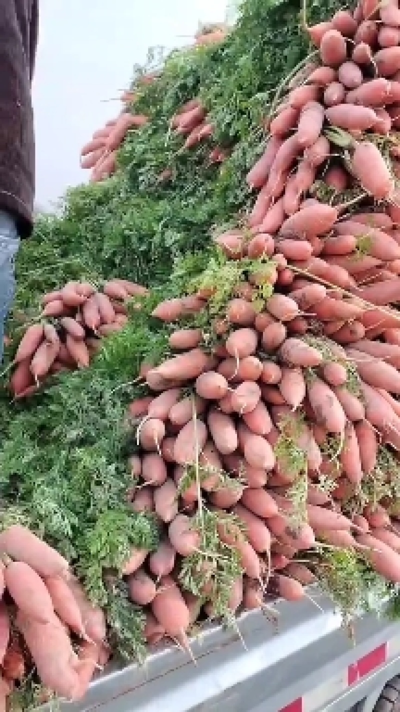 小燕鼎红萝卜大量批发，现货当天挖货，当天装车，品种纯正。