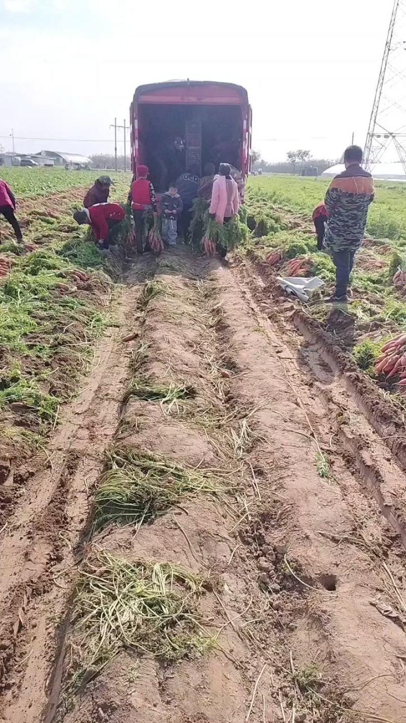 小燕鼎红萝卜大量批发，现货当天挖货，当天装车，品种纯正。