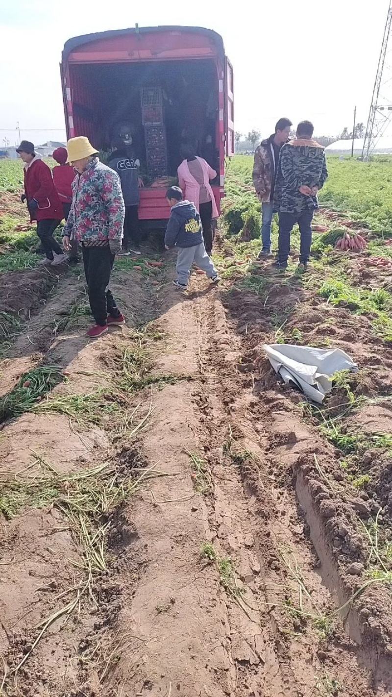 小燕鼎红萝卜大量批发，现货当天挖货，当天装车，品种纯正。