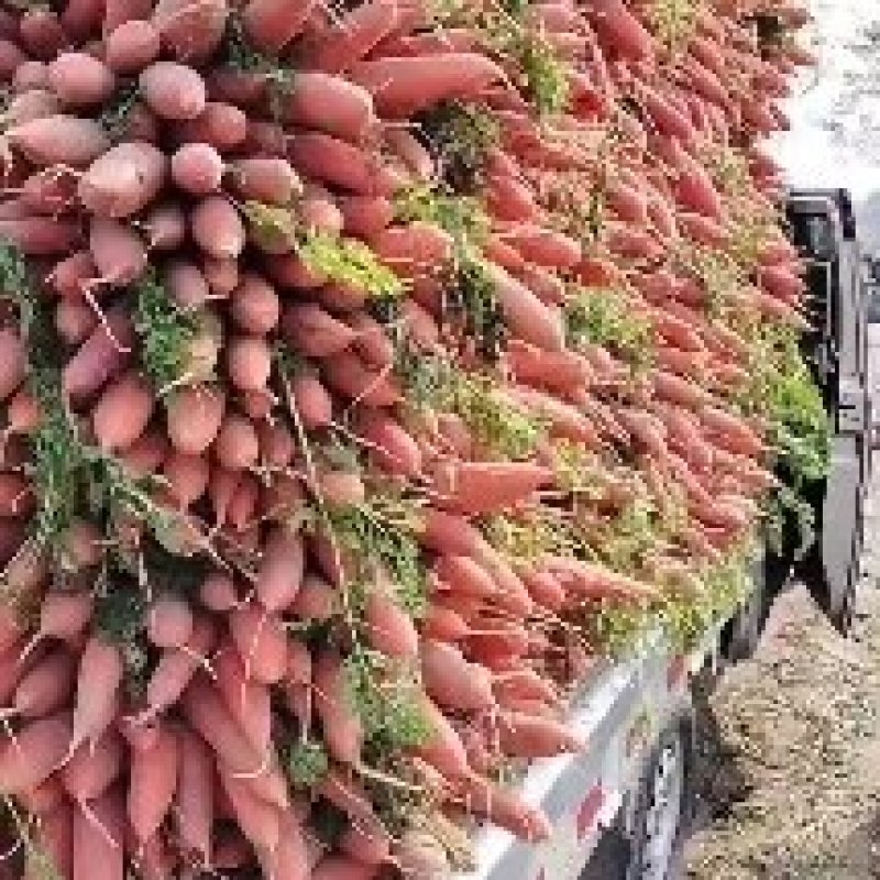 小燕鼎红萝卜大量批发，现货当天挖货，当天装车，品种纯正。