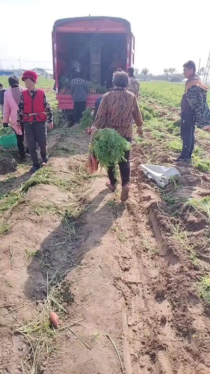 小燕鼎红萝卜大量批发，现货当天挖货，当天装车，品种纯正。