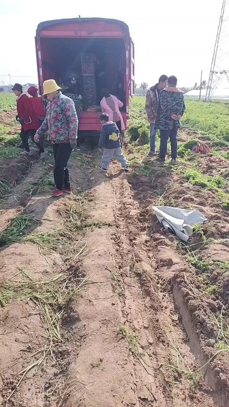 小燕鼎红萝卜大量批发，现货当天挖货，当天装车，品种纯正。