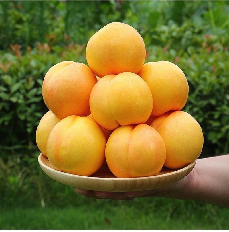 桃树苗新品种黄油桃（冰糖脆）冰糖口味果园直发死苗补发