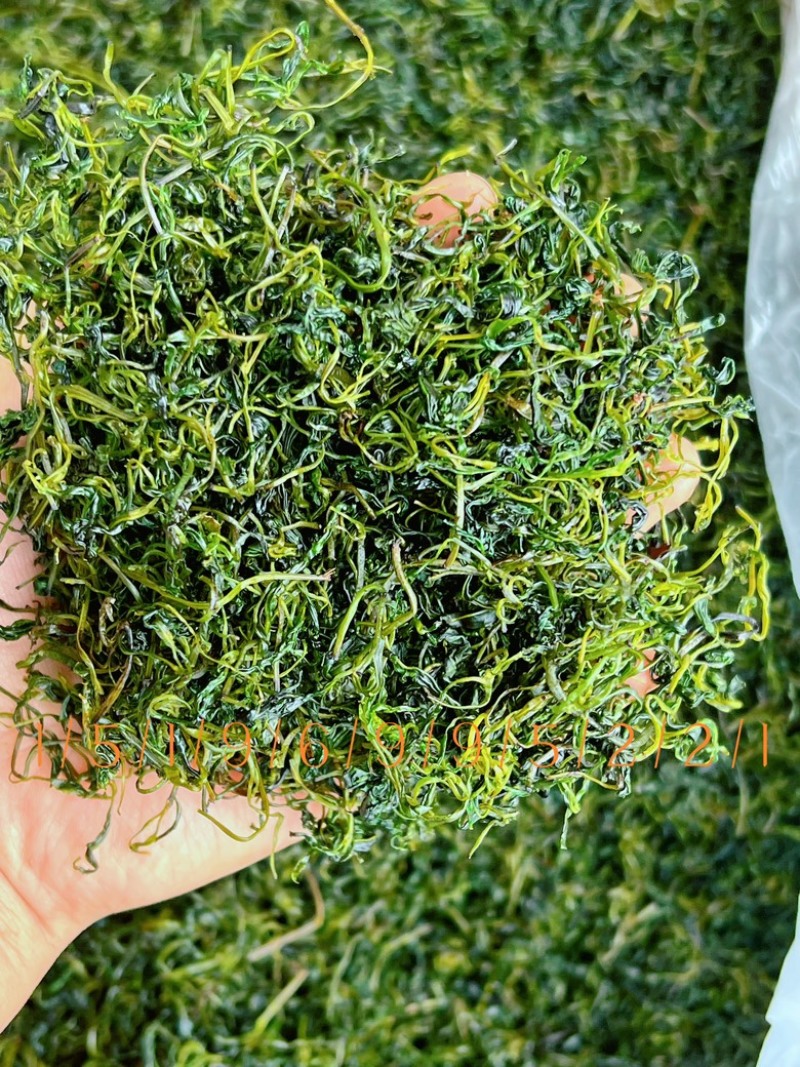 四川小叶苦丁茶，入口微苦回味甘甜的茶