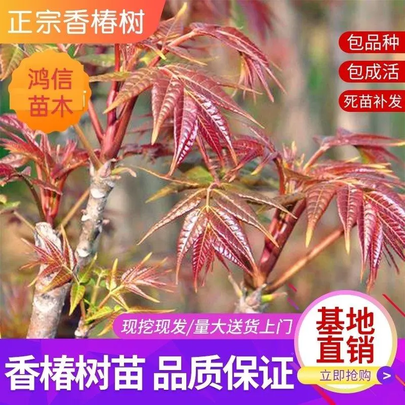 香椿树苖红油香椿苗绿油香椿苗盆栽地栽南方北方种植食用香椿