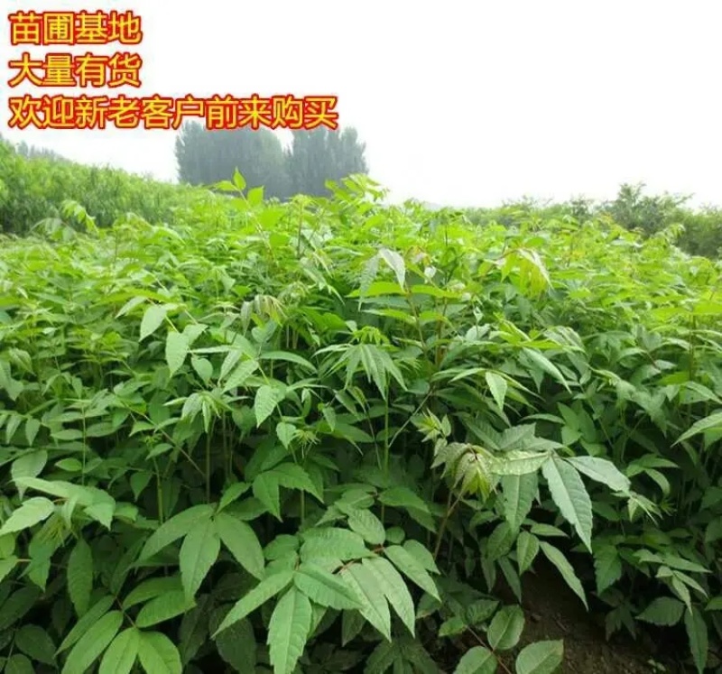 香椿树苖红油香椿苗绿油香椿苗盆栽地栽南方北方种植食用香椿