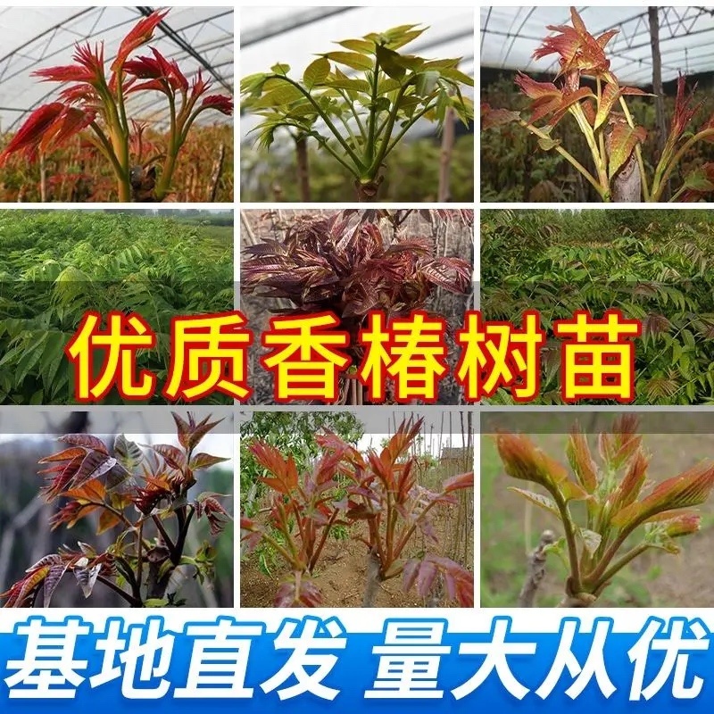 香椿树苖红油香椿苗绿油香椿苗盆栽地栽南方北方种植食用香椿