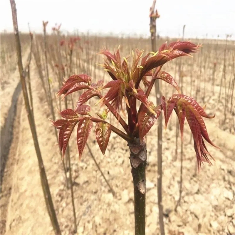 香椿树苖红油香椿苗绿油香椿苗盆栽地栽南方北方种植食用香椿