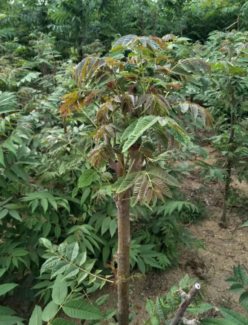 香椿树苖红油香椿苗绿油香椿苗盆栽地栽南方北方种植食用香椿