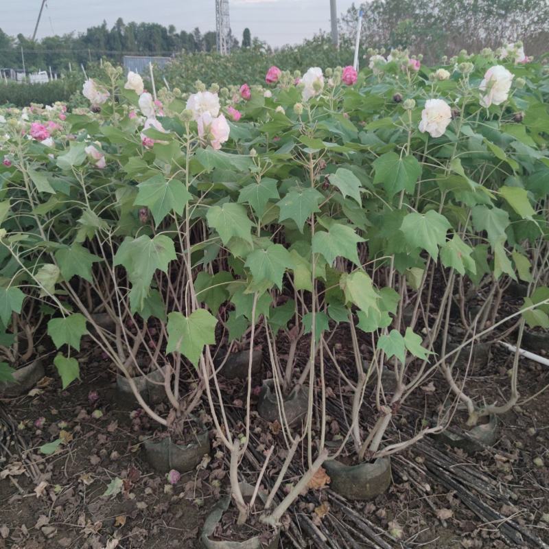 2311花圃供应重瓣木芙蓉花容器袋苗