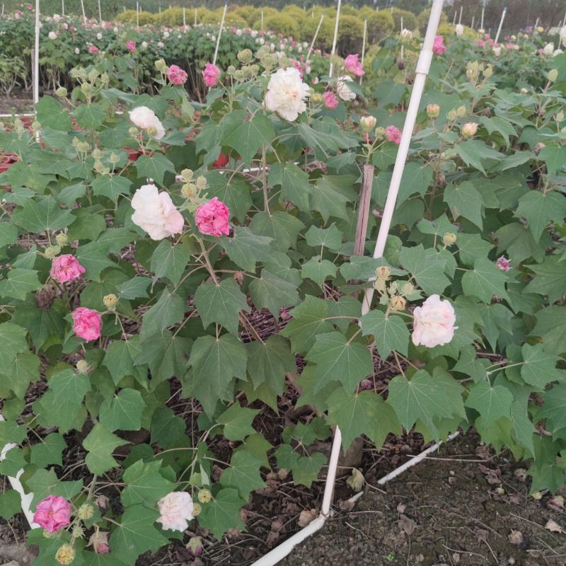 2311花圃供应重瓣木芙蓉花容器袋苗