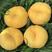 桃树苗新品种黄蟠桃树苗红蟠树苗果实大糖度高耐储存