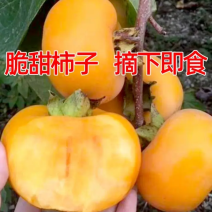 脆甜柿子树苗嫁接苗摘下即食包成活包技术产地发货