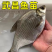 武昌鱼苗批发鳊鱼苗三角鲂苗基地直发技术指导量大优惠