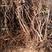葡萄苗巨峰藤黏葡萄苗美国红提葡萄苗现挖现发